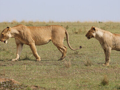 El equipo investigador se sorprendió de no encontrar muestras de pelo de búfalo, que hoy día constituye la presa favorita de los leones de Tsavo. Masai Mara National Park, Valle Great Rift, Kenia