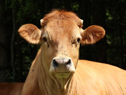 Tristes vacas se não morrem de amores