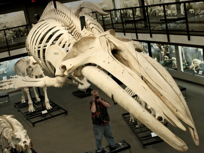 Museum Environment. Courtesy of Museum of Osteology