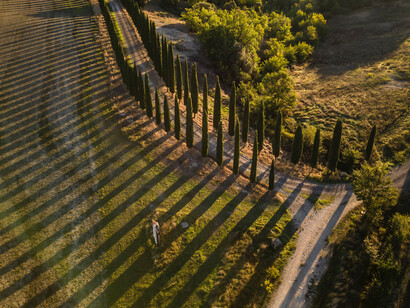 Viale alberato con ombre al tramonto sulla collina