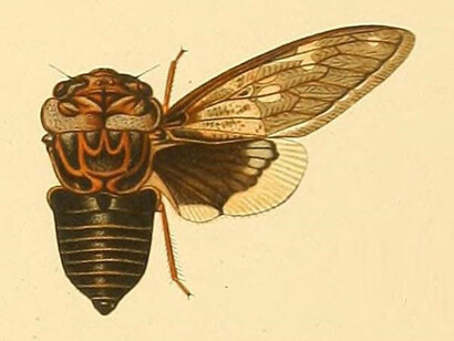 Munza laticlavia, ilustración de "Genera insectorum" (1902) por Wytsman, Philogéne