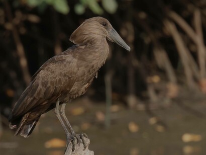 Hammerkop at Kotu Bridge © Gehan de Silva Wijeyeratne