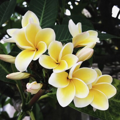 A Bali anche i profumi hanno un ruolo importante: gelsomino, ibisco e soprattutto frangipani accompagnano i trattamenti e richiamano una dimensione sacra della bellezza