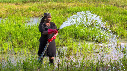 Saltwater agriculture