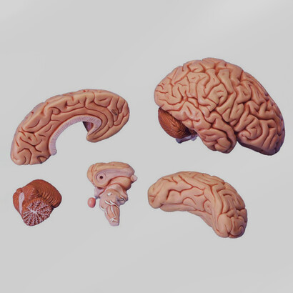 En algunos casos, la inteligencia (IQ) esconde un retiro de la vida social debido al estrés que esta puede provocar