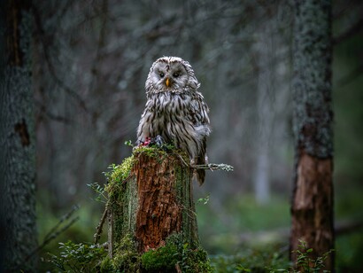 Un maestoso gufo posato su un ceppo d'albero nel fitto del bosco
