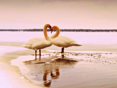 Wildlife Photographer of the year. Courtesy of ROM