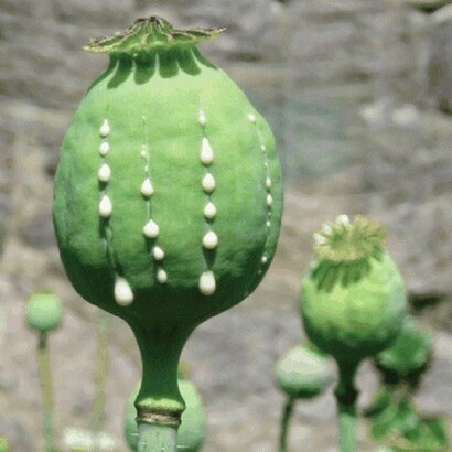Planta del opio