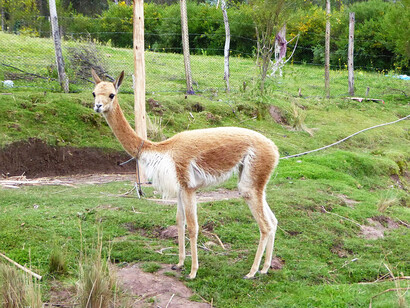 En la época incaica, las vicuñas eran esquiladas de forma sostenible durante el chaccu, una práctica que perdura hasta hoy bajo supervisión estatal