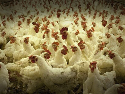 Galinhas geneticamente modificadas