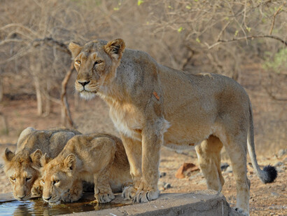 Lioness and little lions