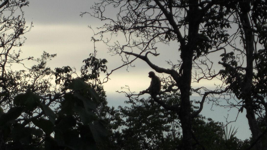 Esemplare di Nasica del Borneo su un ramo avvolto dalle ombre 