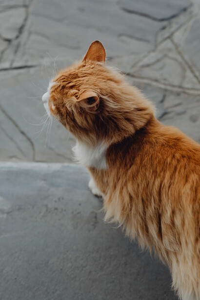 Cats can hear a much wider range of frequencies than humans, especially high-pitched sounds