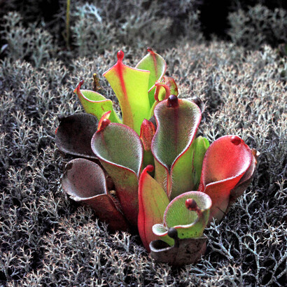Planta de Heliamphora. Foto: Charles Brewer Carias