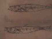 Isabel Rawsthorne, Two fish