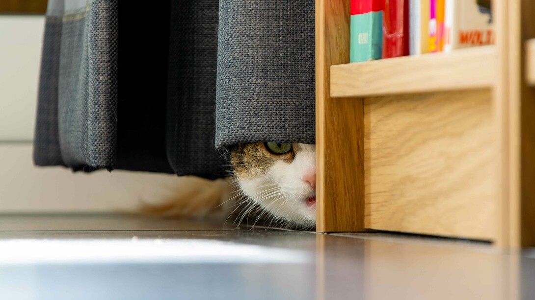 You never know what's lurking behind the curtains, best check it out and be at peace
