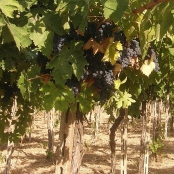 La sua gradazione alcolica oscilla generalmente tra i 12,5% e i 14%, garantendo buona struttura senza perdere freschezza