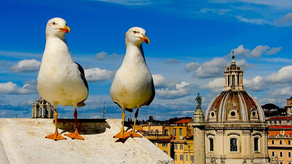 Vuelta casi a la normalidad total: las enormes y agresivas gaviotas de Roma recuperan protagonismo... y poder