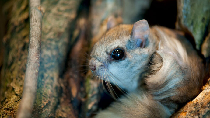 Écureuils volants. Courtesy of Science Nord