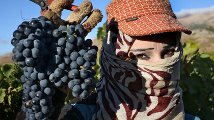 Sirah grapes, vineyard in the Bekaa valley, Lebanon