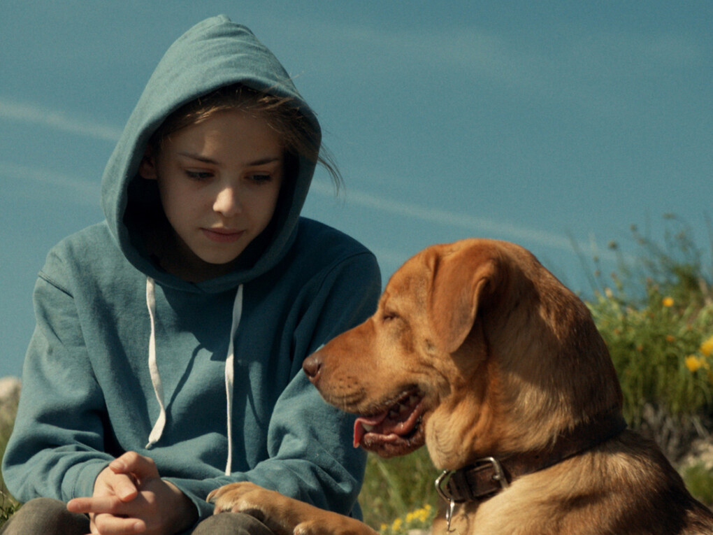 White God. 2014. Hungary. Directed by Kornél Mundruczó. Image courtesy of Magnolia Pictures.