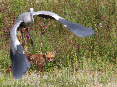 Red Fox © Gehan de Silva Wijeyeratne