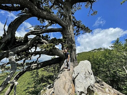 Pini loricati, Giardino degli Dei, Terranova di Pollino, Italia