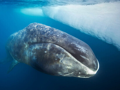 Ballena boreal en aguas polares