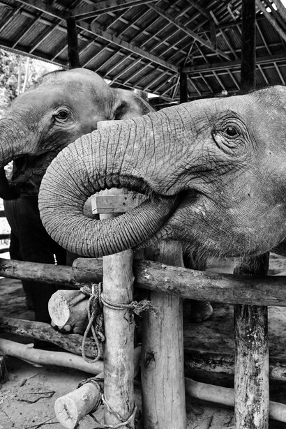 Refugio de elefantes en Chiang Mai, Tailandia