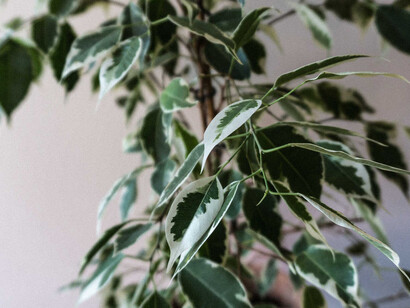 Il mio ficus