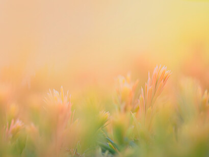 Plantes en una pradera al atardecer en Schleswig, una población en la parte nororiental de Schleswig-Holstein, Alemania