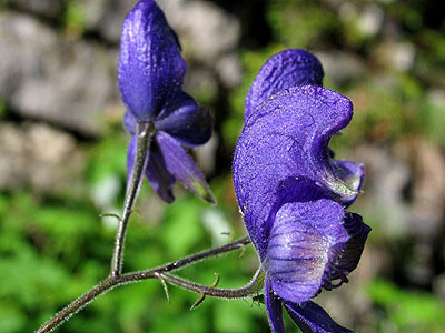 L'aconito, l’erba delle rocce
