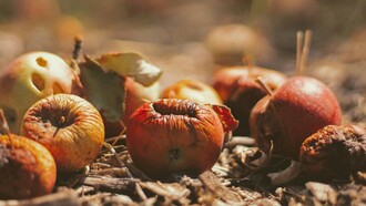 Il "brain rot" è un fenomeno che descrive il deterioramento dell’attenzione e delle capacità cognitive a causa dell’esposizione eccessiva a contenuti digitali superficiali 