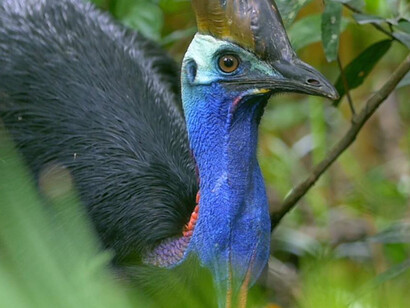 Ralph W. Schreiber Hall of Birds. Courtesy of The Natural History Museum