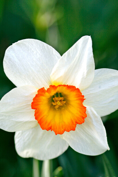 Un narciso dal profumo intensissimo e ipnotico