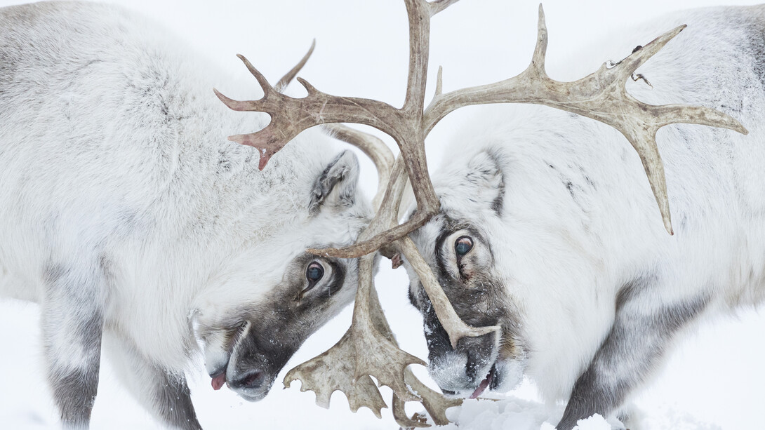 © Stefano Unterthiner, Wildlife Photographer of the Year