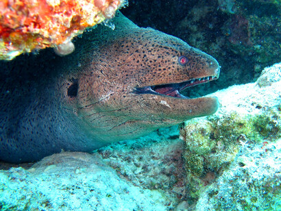 Una murena gigante nel Mar Rosso