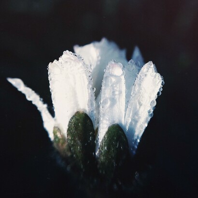 El haiku como breve flor de la poesía japonesa