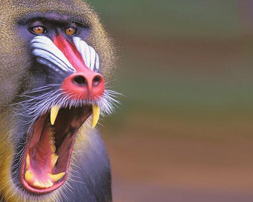 Monkeys. Courtesy of Royal Belgian Institute of Natural Sciences