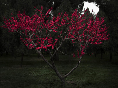 Shen Wei. Courtesy of Flowers Gallery