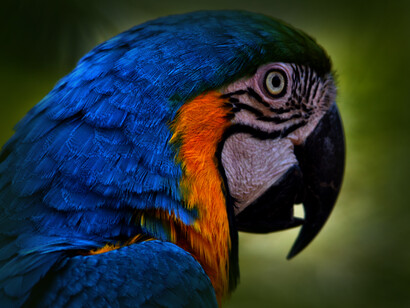 Loro, ave representativa del Amazonas