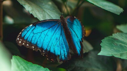Esemplare di Menelaus Blue Morpho