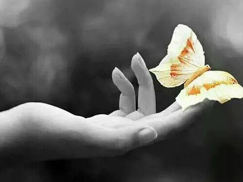 borboleta prestes a voar