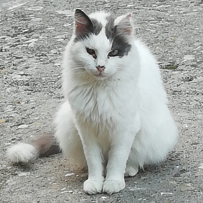 La Pirata, la gata más longeva del viejo burgo de Sipicciano, en la provincia de Viterbo