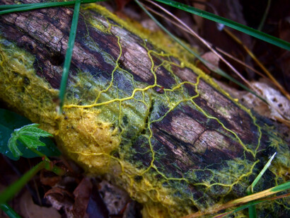 This fascinating slime mould exhibits intelligence without a brain, forming complex patterns that reveal its underlying cognitive processes