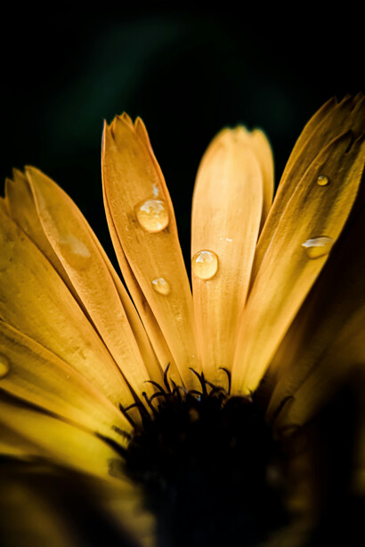 Ser bruja es un acto de amor propio y valentía, es elegir ser auténticas en un mundo que a veces quiere que seamos otra cosa