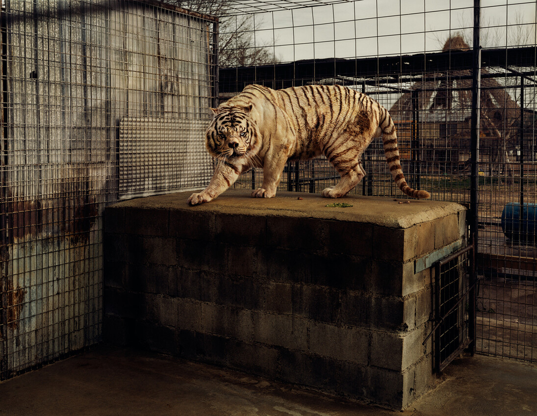 Taryn Simon, White Tiger (Kenny), Selective Inbreeding, Turpentine Creek Wildlife Refuge and Foundation, Eureka Springs, Arkansas, An American Index of the Hidden and Unfamiliar, 2007, Chromogenic color print / 94,6 x 113,7 cm framed, Courtesy of the artist © 2014 Taryn Simon