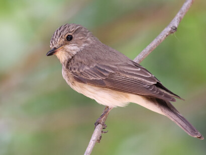 Spotted Flycatcher in Maria Luisa Park © Gehan de Silva Wijeyeratne