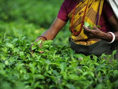 Raccolta di tè Darjeeling