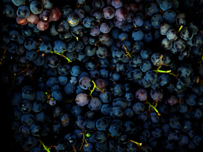 Racimos de uva. Un paso fundamental para la producción de vino es la fermentación de la uva